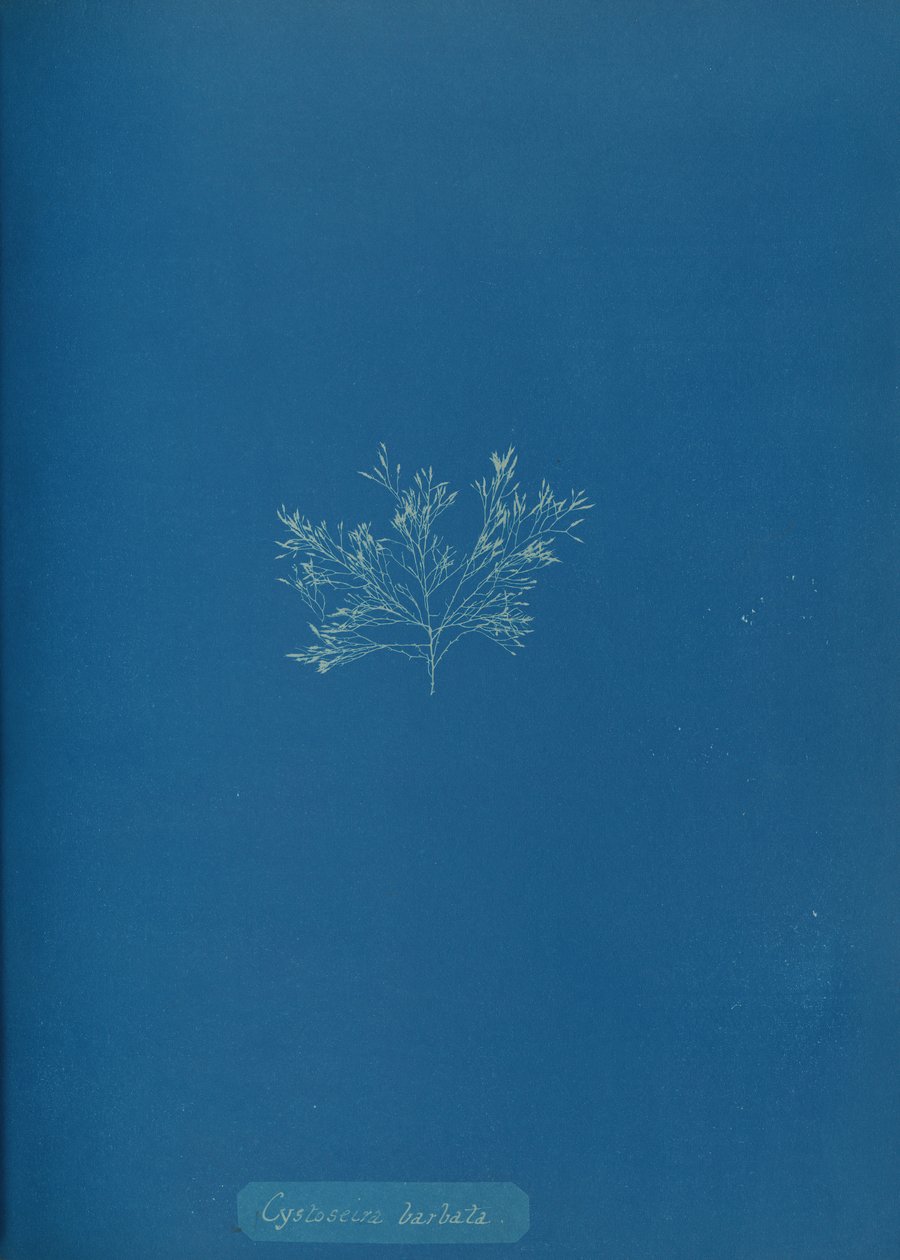Cystoseira barbata, yak. 1853. by Anna Atkins