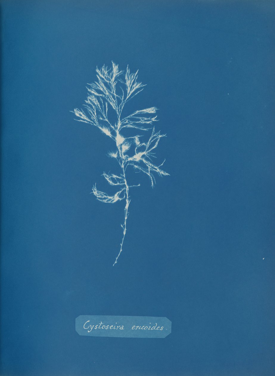 Cystoseira ericoides, yak. 1853. by Anna Atkins