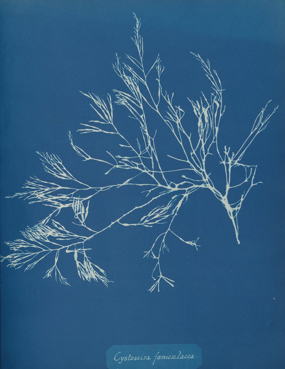 Cystoseira fæniculacea, yak. 1853. by Anna Atkins