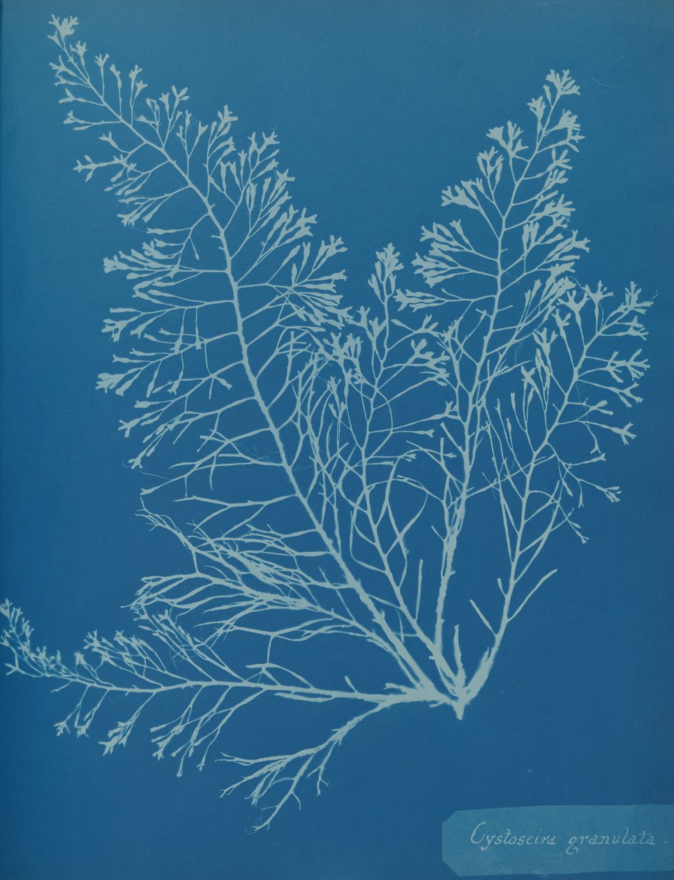 Cystoseira granulata, yak. 1853. by Anna Atkins