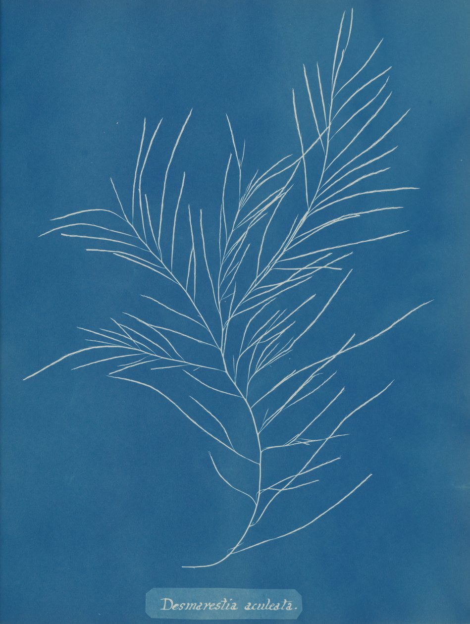 Aculeata desuleata, yaklaşık 1853. by Anna Atkins