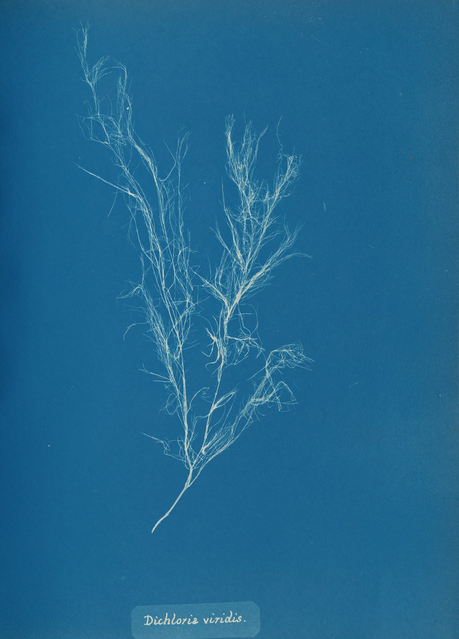 Dikloria viridis, yak. 1853. by Anna Atkins