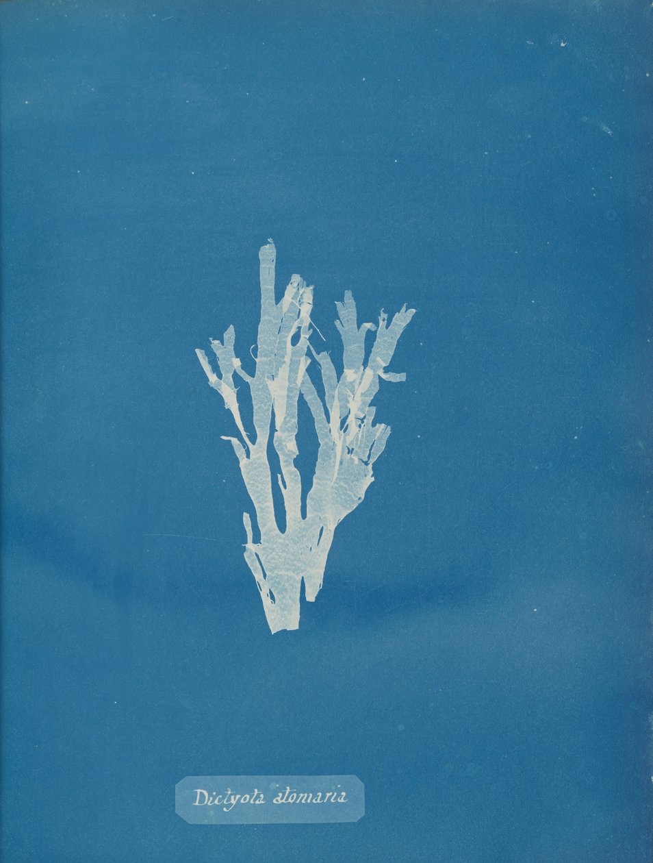 Dictyota atomaria, ca. 1853. by Anna Atkins