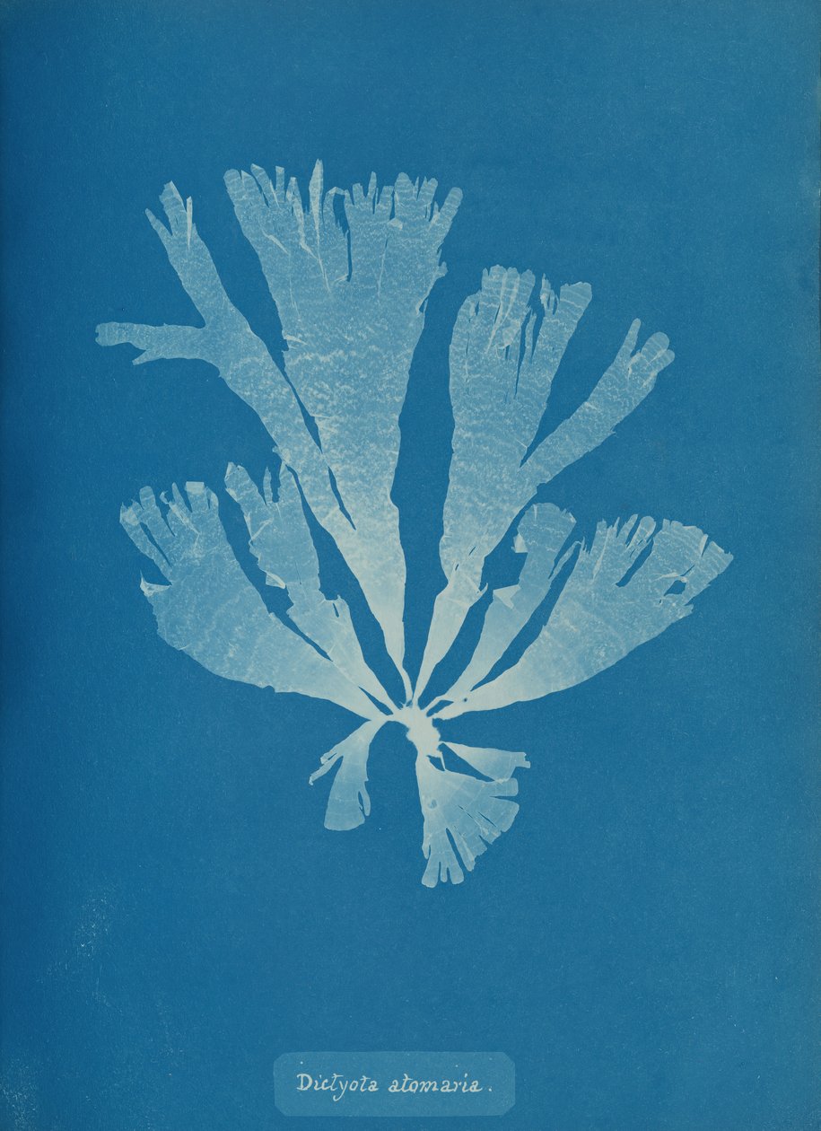 Dictyota atomaria, ca. 1853. by Anna Atkins