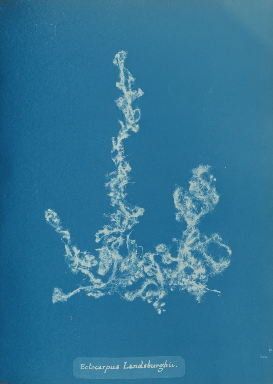 Ectocarpus Landsburghii, yak. 1853. by Anna Atkins