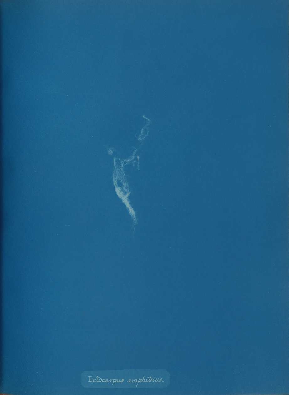 Ectocarpus amfibi, yaklaşık. 1853. by Anna Atkins