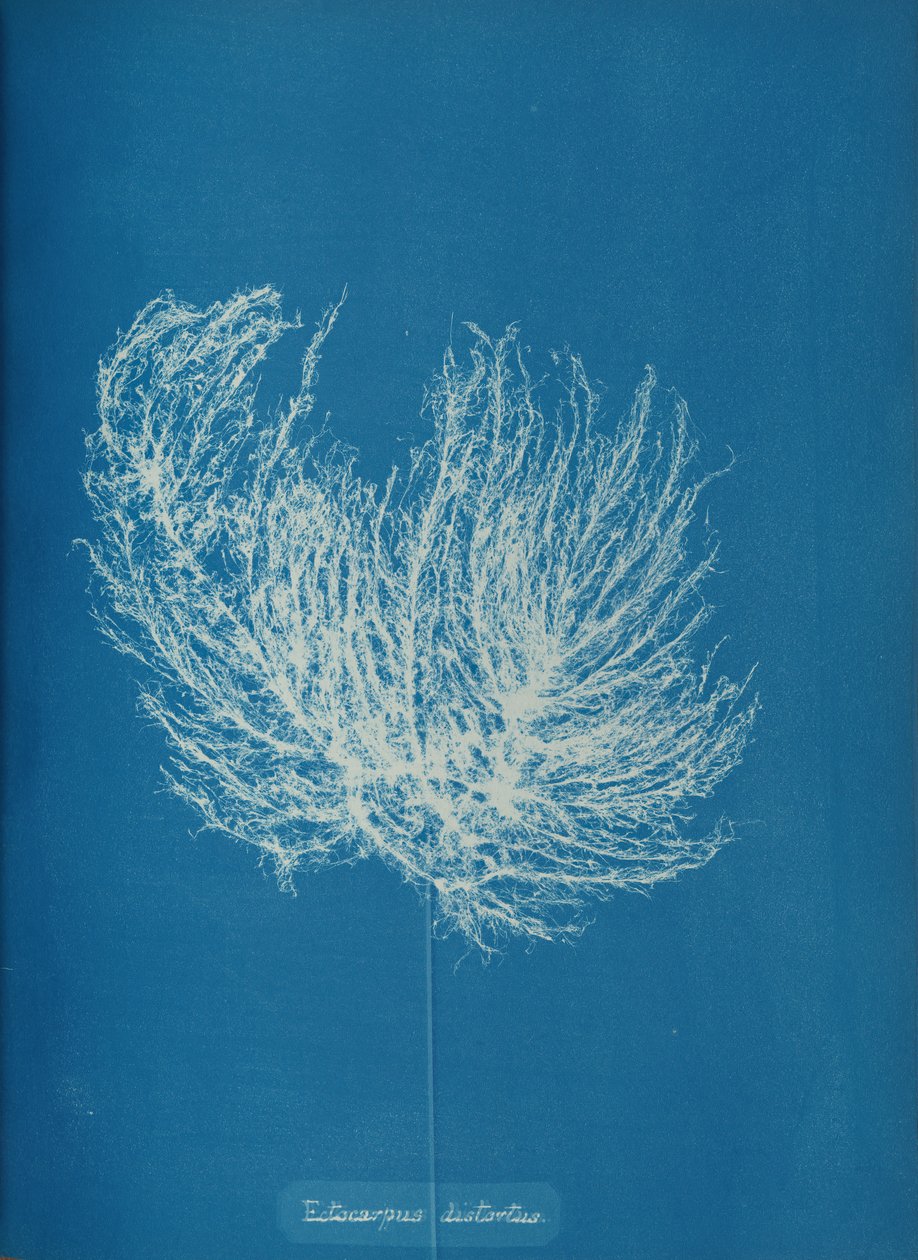 Ectocarpus remoteus, yaklaşık. 1853. by Anna Atkins