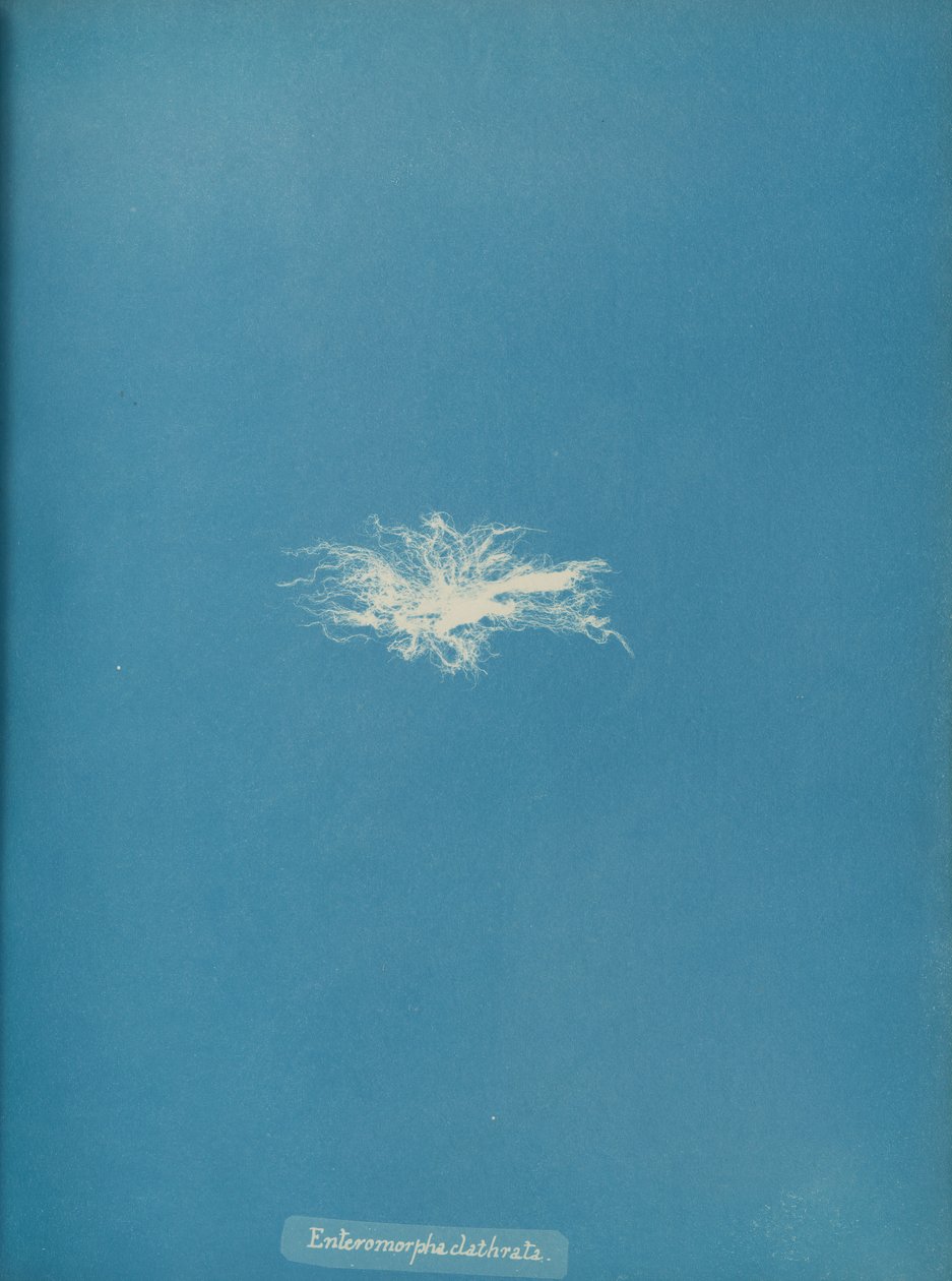 Enteromorpha clathrata, yaklaşık 1853. by Anna Atkins