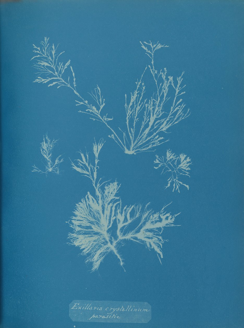 Exillaria kristalinum parazitik, yakl. 1853. by Anna Atkins