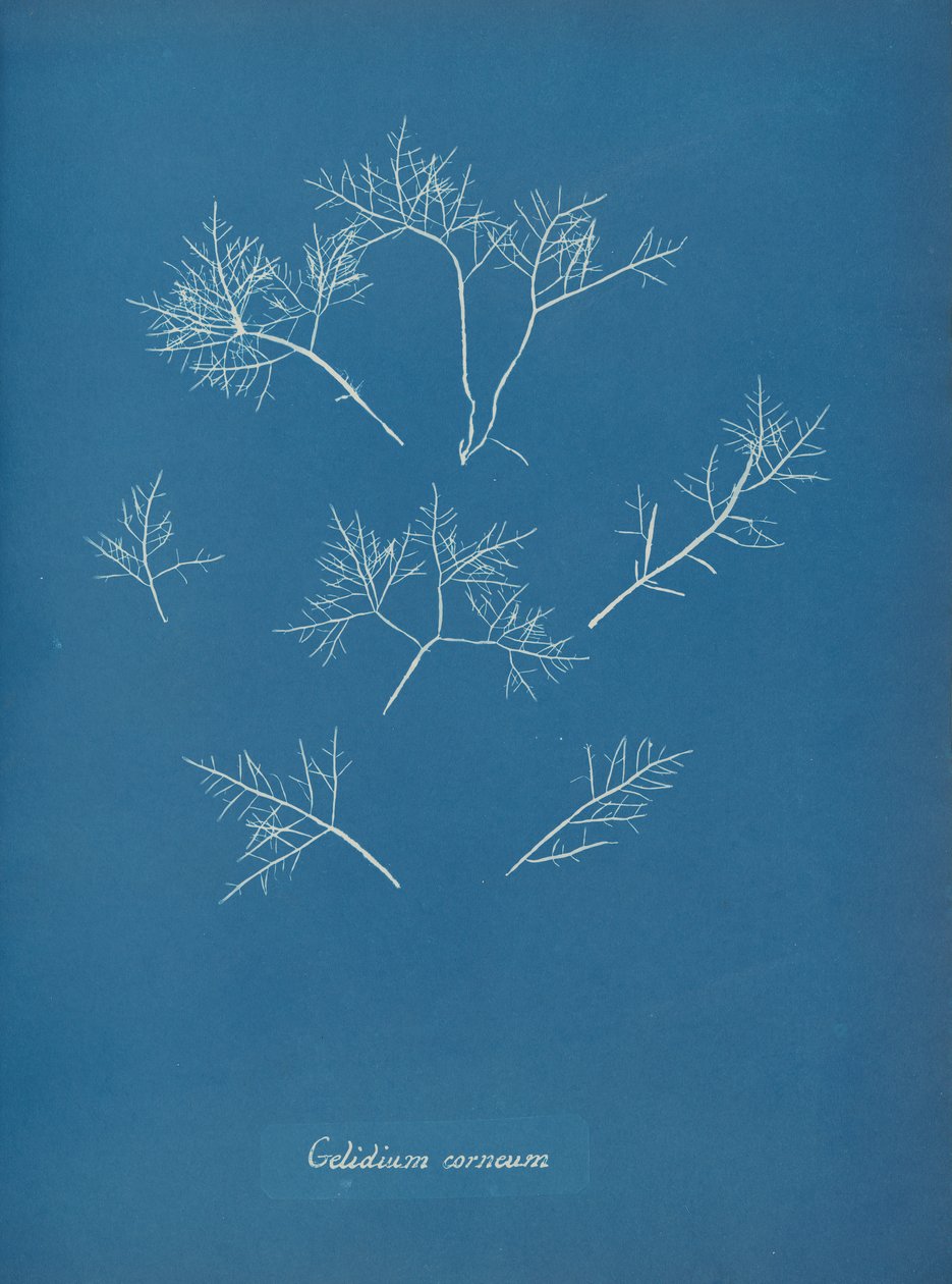 Gelidium cornum, yaklaşık 1853 by Anna Atkins