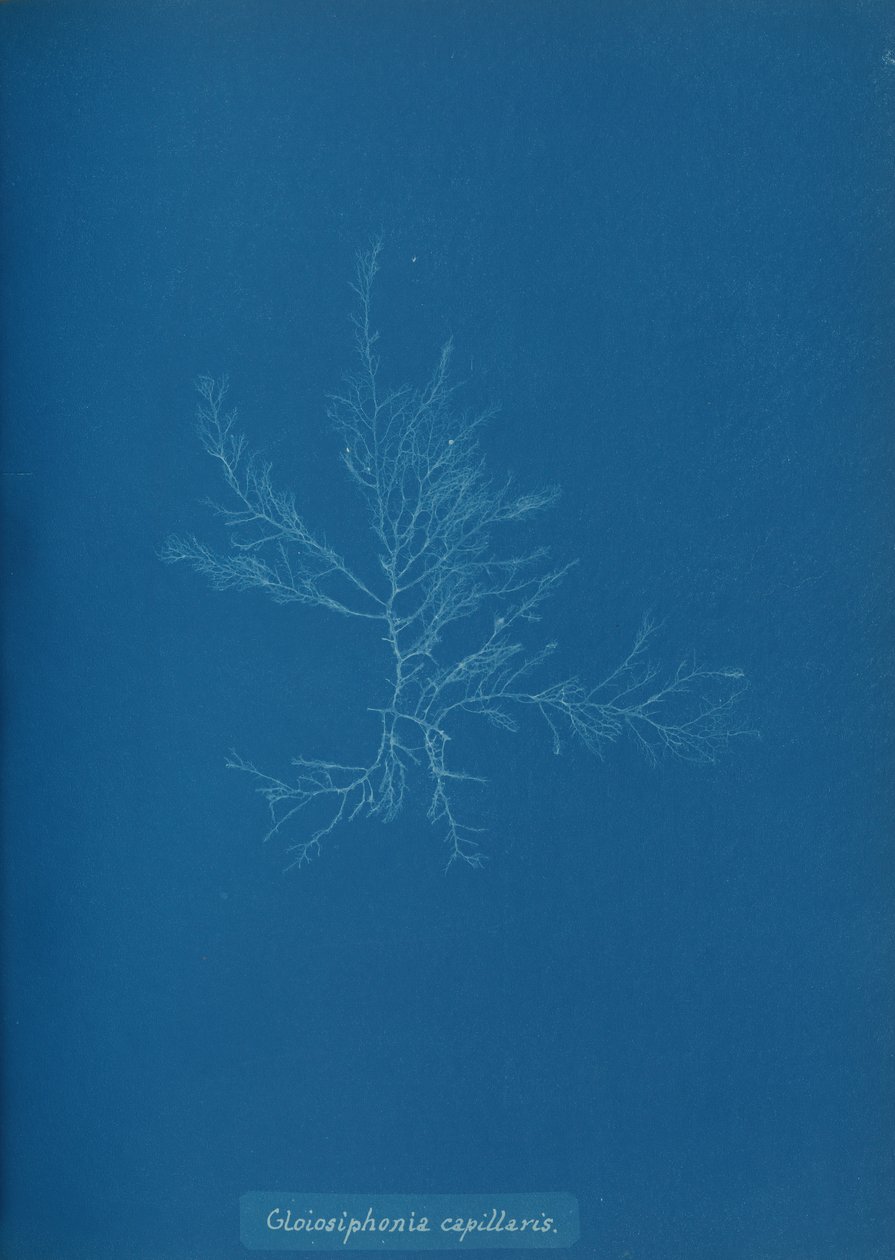Gloisiphonia kapillaris, yak. 1853 by Anna Atkins
