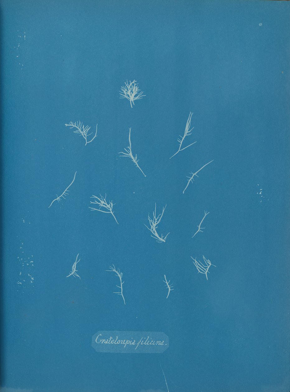 Grateloupia Filicina, yak. 1853. by Anna Atkins