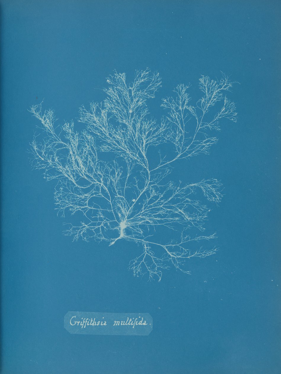 Griffithsia multifida, yaklaşık. 1853. by Anna Atkins