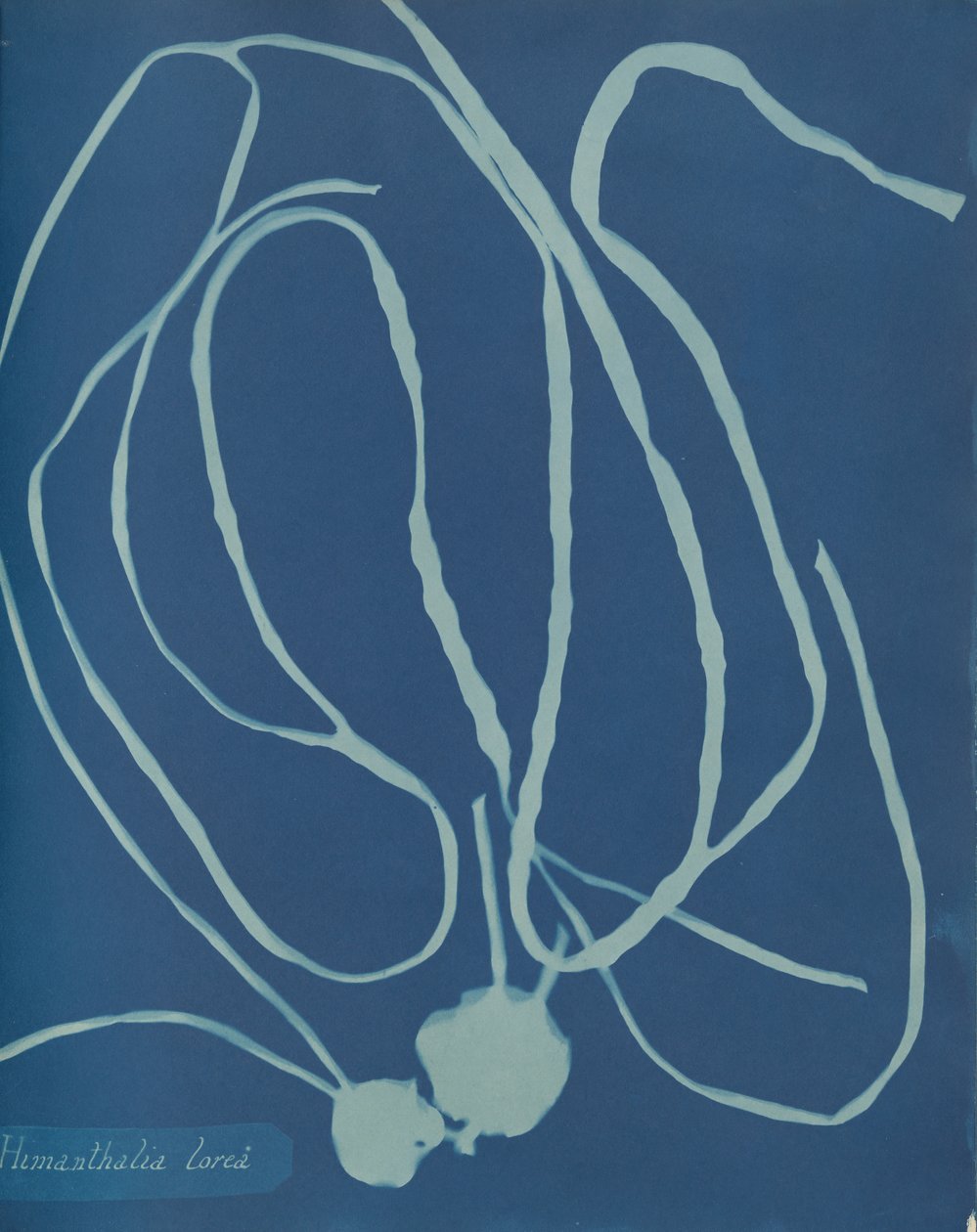 Himantalia lorea, yak. 1853. by Anna Atkins