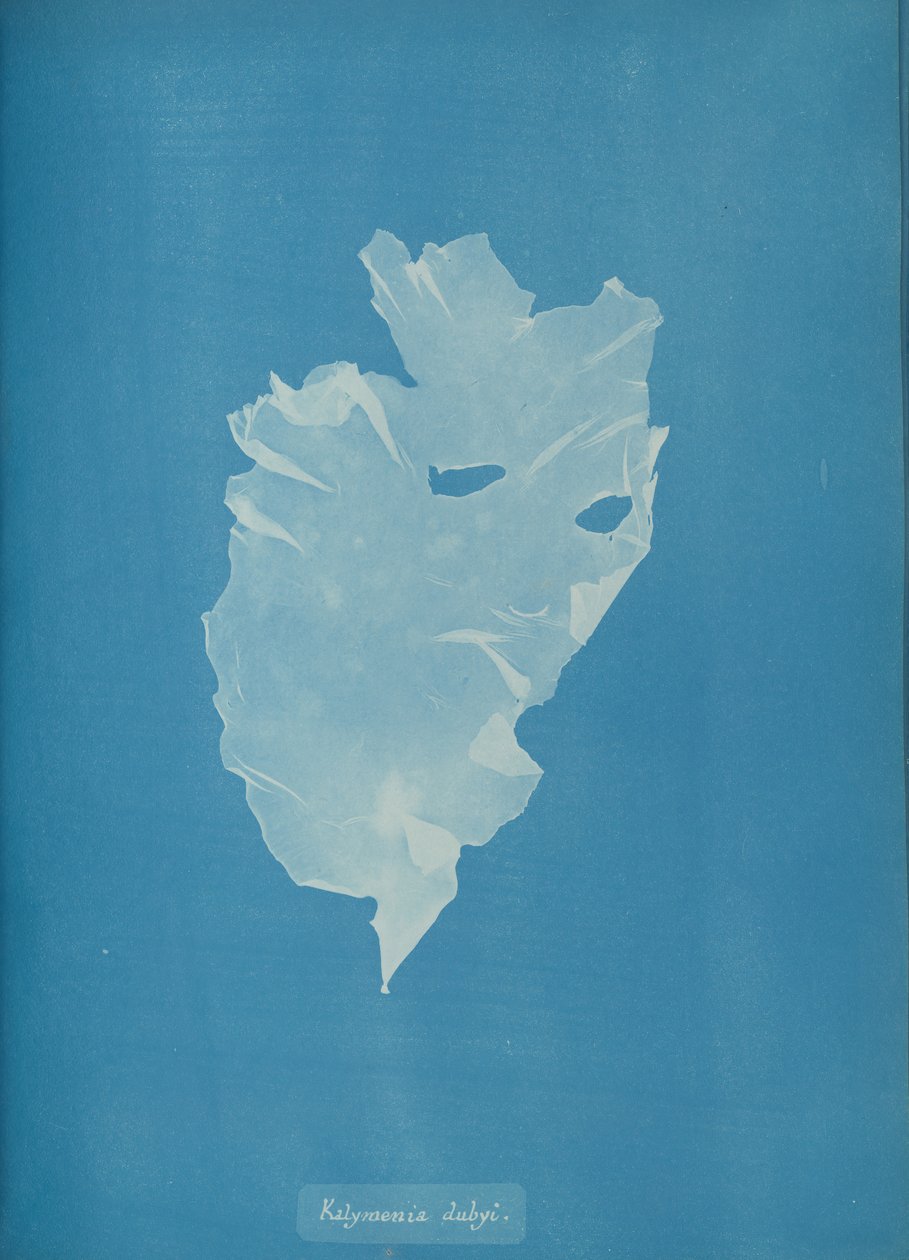 Kalymenia dubyi, yak. 1853. by Anna Atkins