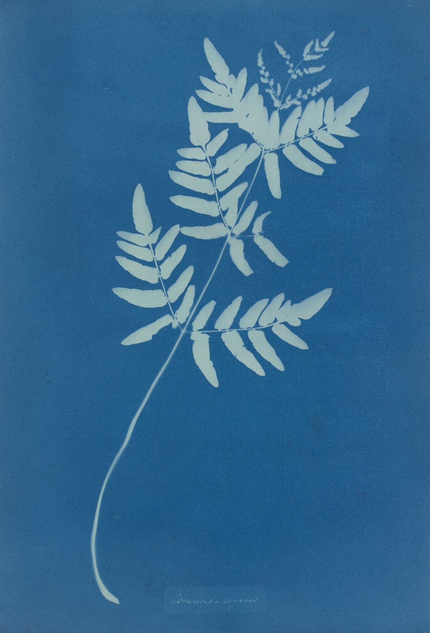 Osmunda Rigalis (Avustralya) by Anna Atkins