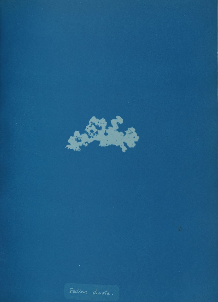 Padina deusta, yak. 1853. by Anna Atkins