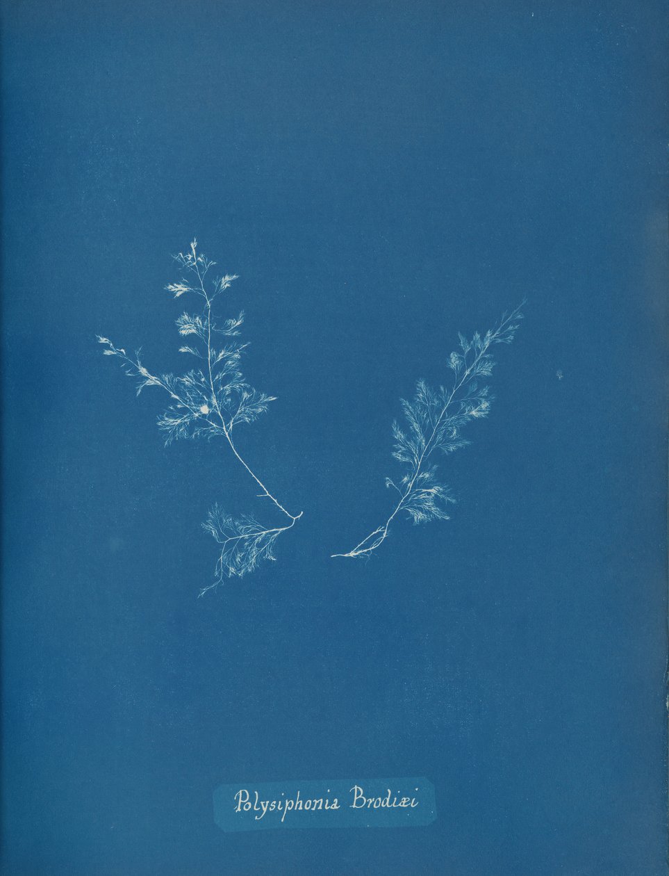 Polysiphonia Brodiæi, yak. 1853 by Anna Atkins