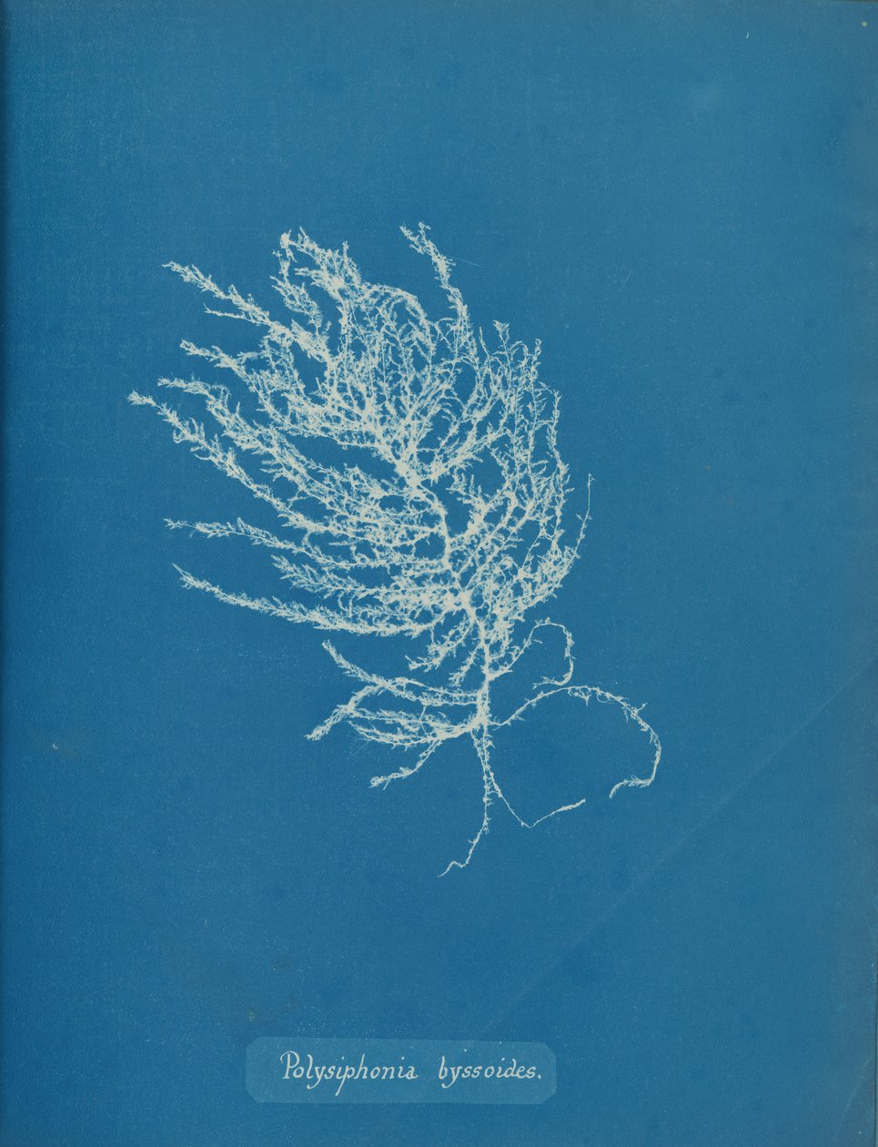 Polysiphonia byssoides, yak. 1853. by Anna Atkins