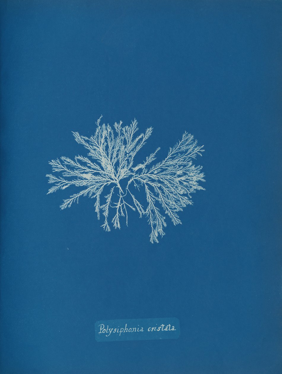 Polysiphonia cristata, yak. 1853. by Anna Atkins