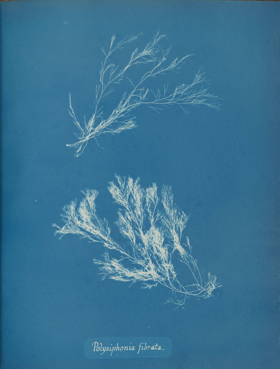 Polysiphonia fibrata, yakl. 1853. by Anna Atkins