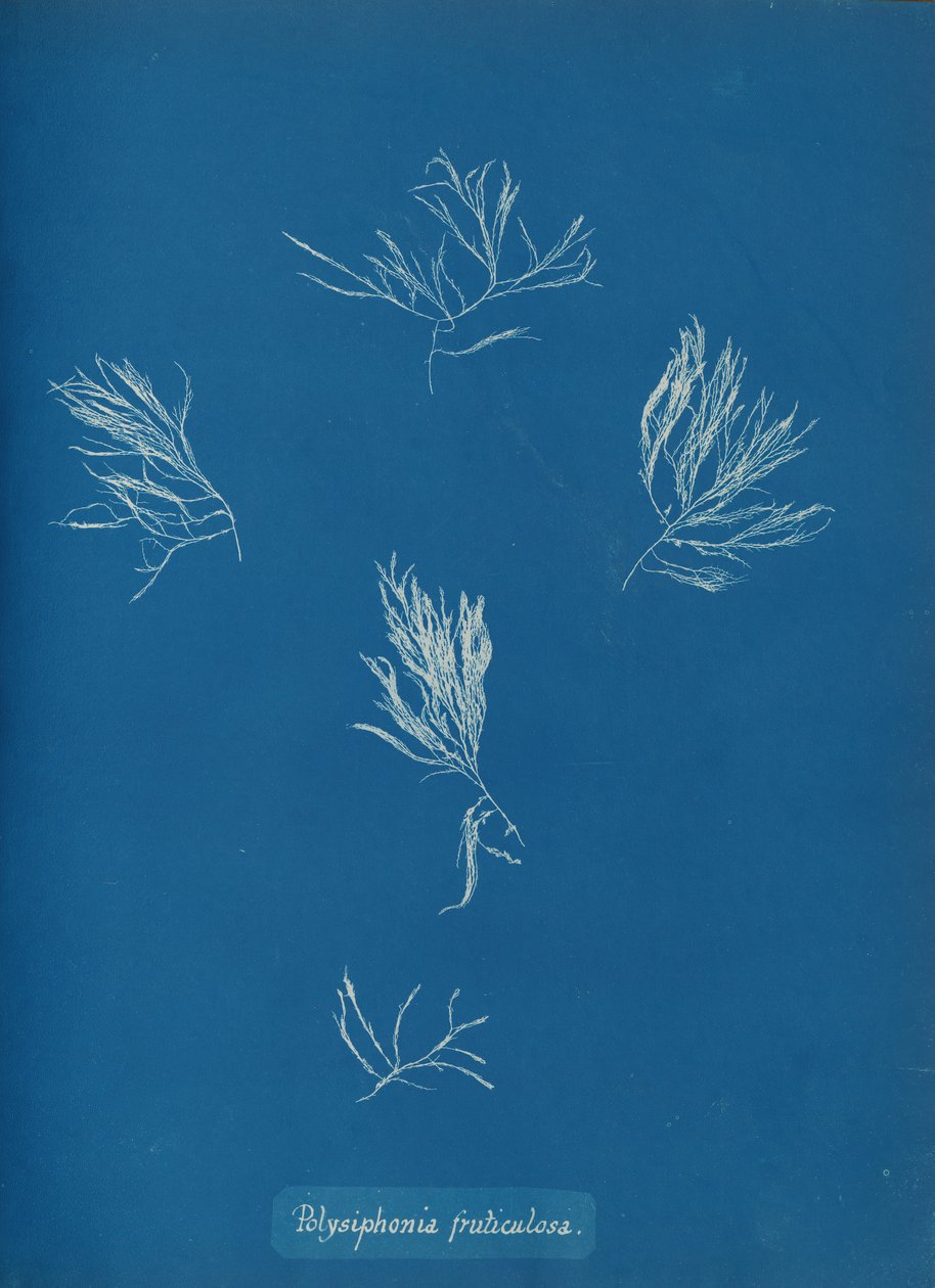 Polysiphonia fruticulosa, yak. 1853. by Anna Atkins