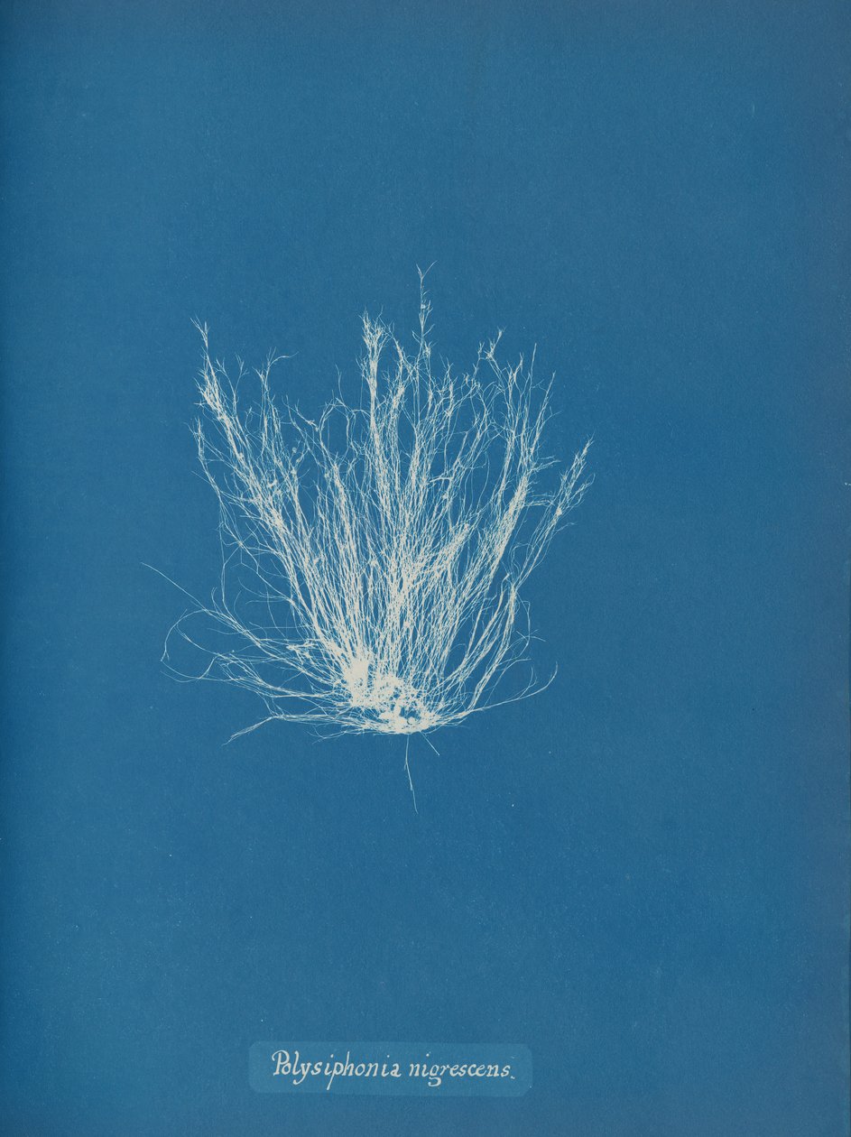Polysiphonia nigrescens, yak. 1853 by Anna Atkins