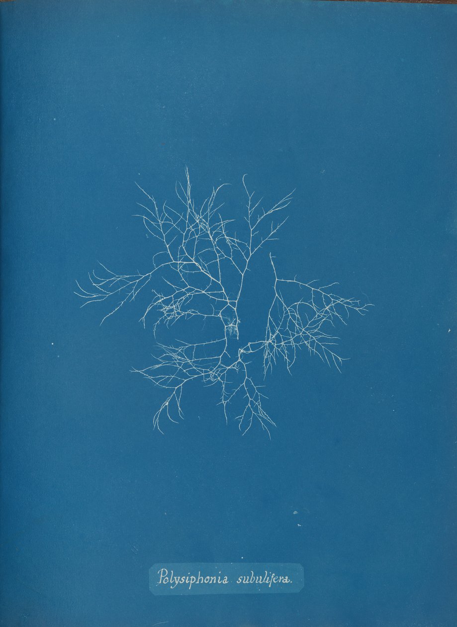 Polysiphonia subulifera, yak. 1853. by Anna Atkins