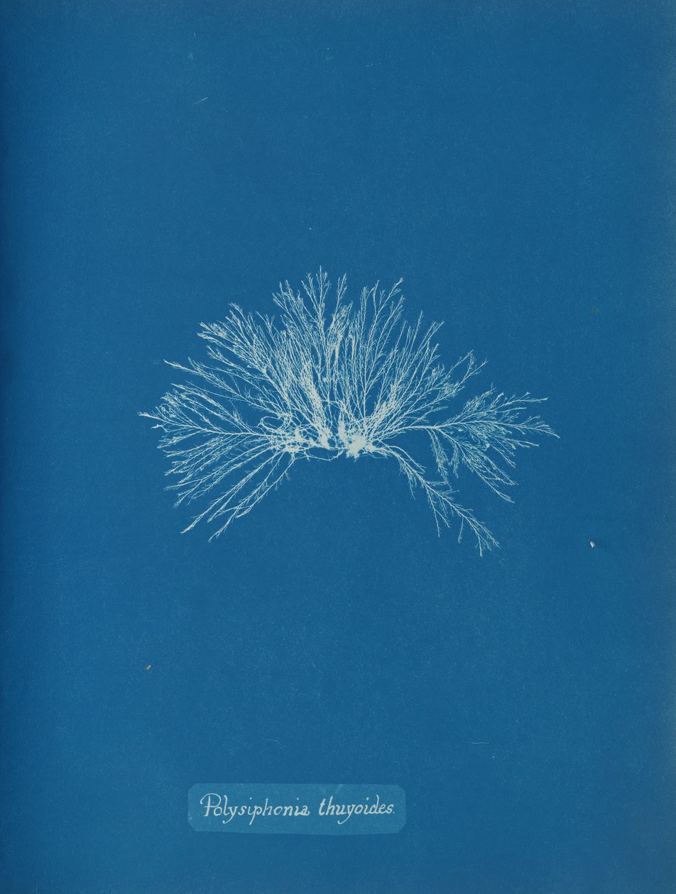 Polysiphonia thuyoides, yak. 1853. by Anna Atkins