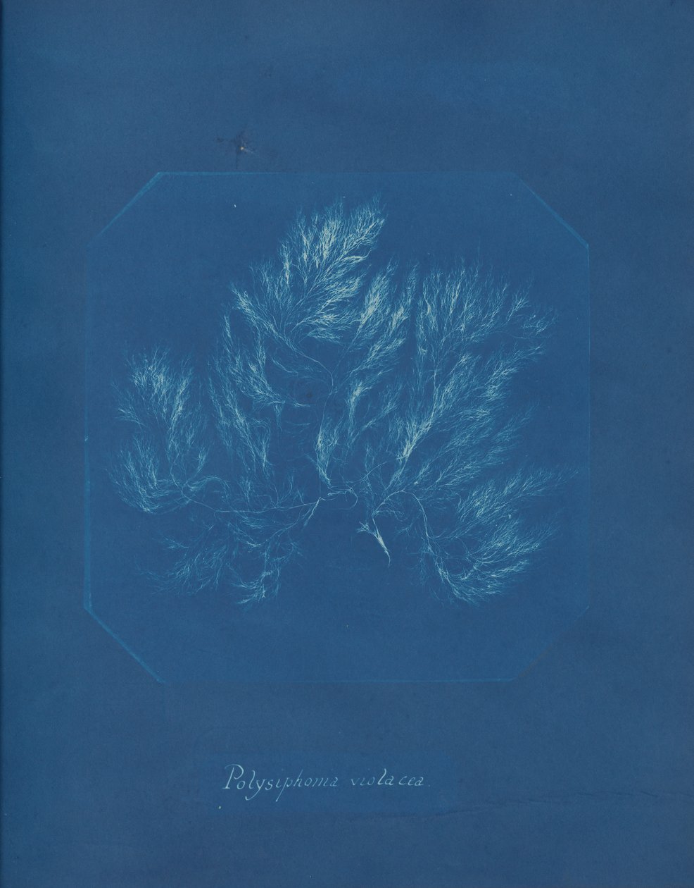 Polysiphonia violacea, yakl. 1853. by Anna Atkins