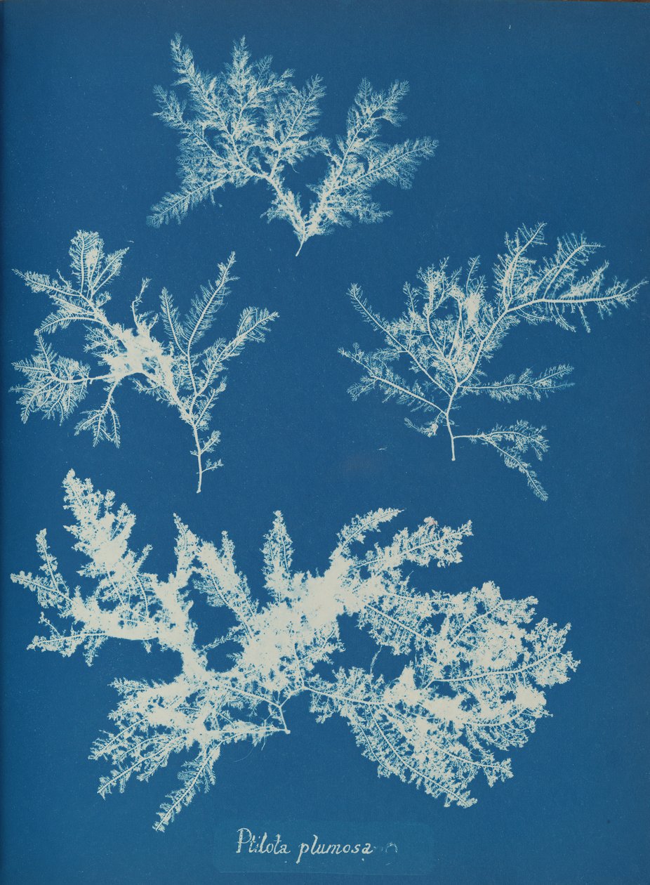 Ptilota plumosa, yaklaşık 1853. by Anna Atkins
