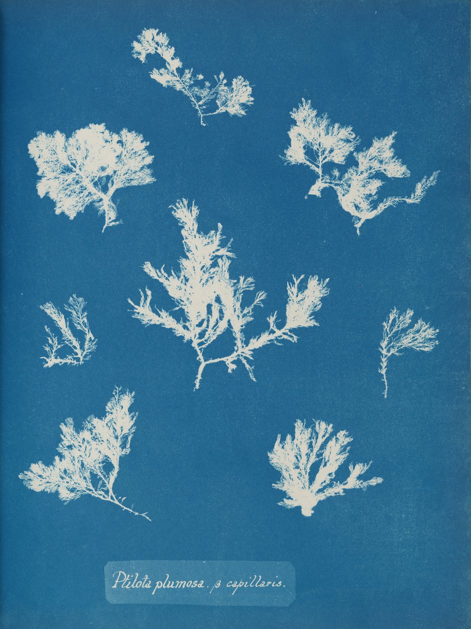 Ptilota lumosa. ß kapillaris, yakl. 1853. by Anna Atkins
