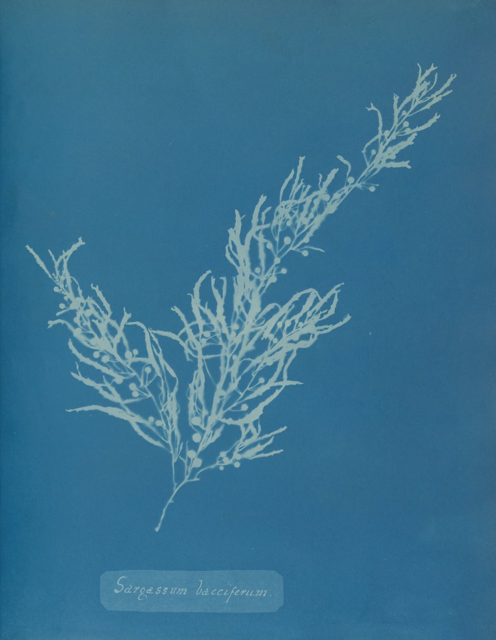 Sargassum bacciferum, yaklaşık 1853. by Anna Atkins