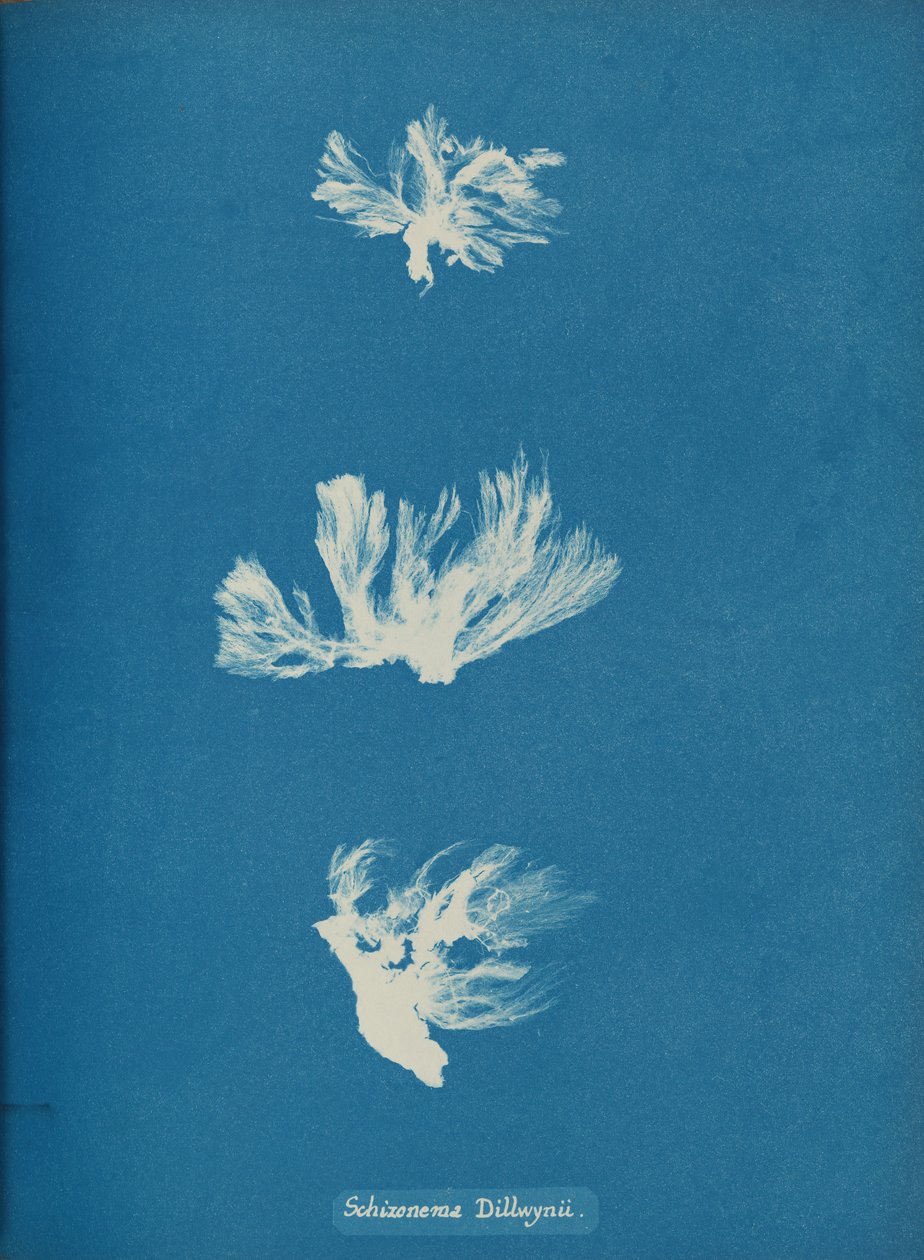 Schizonema Dillwynii, yak. 1853. by Anna Atkins