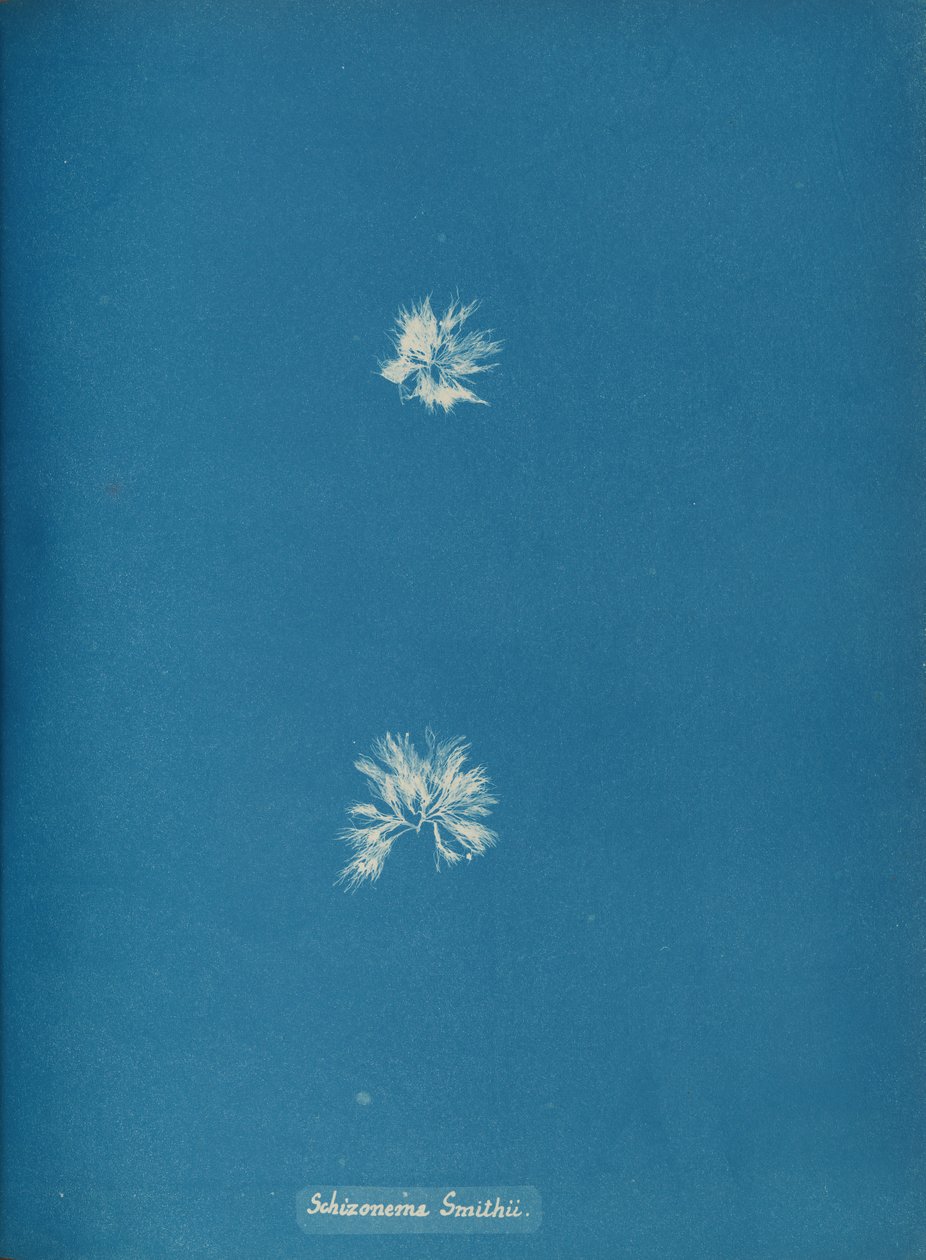 Schizonema Smithii, yak. 1853. by Anna Atkins