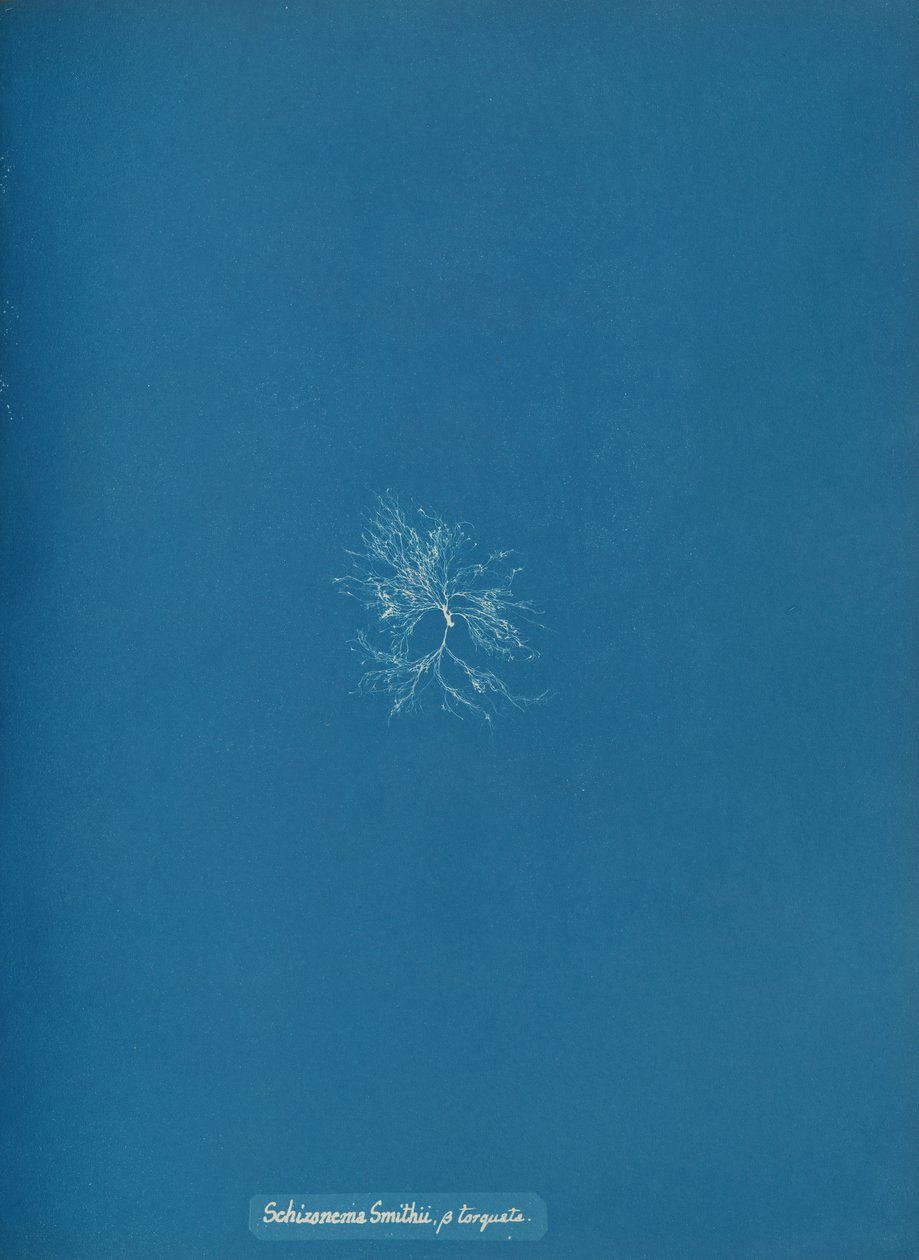Schizonema Smithii, ß torkata, yak. 1853. by Anna Atkins