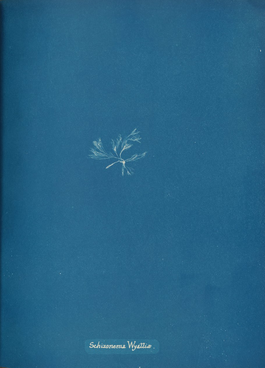 Schizonema Wyattiæ, yak. 1853 by Anna Atkins