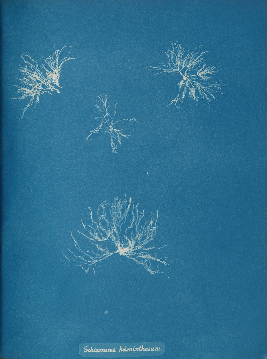 Schizonema helminthosum, yak. 1853. by Anna Atkins