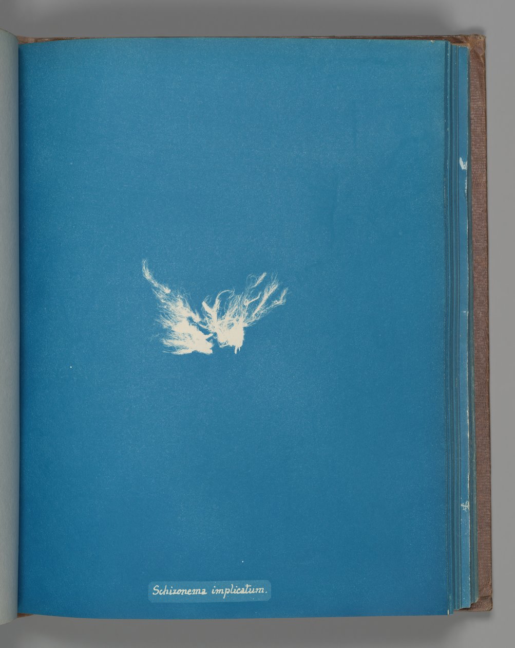Schizonema implicatum, yak. 1853 by Anna Atkins