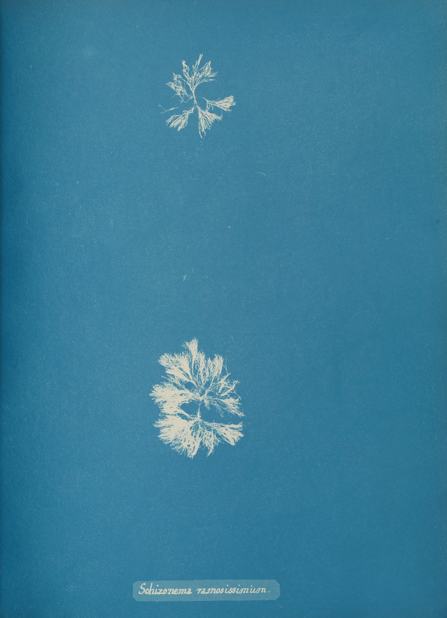 Schizonema ramosissimi, yak. 1853 by Anna Atkins