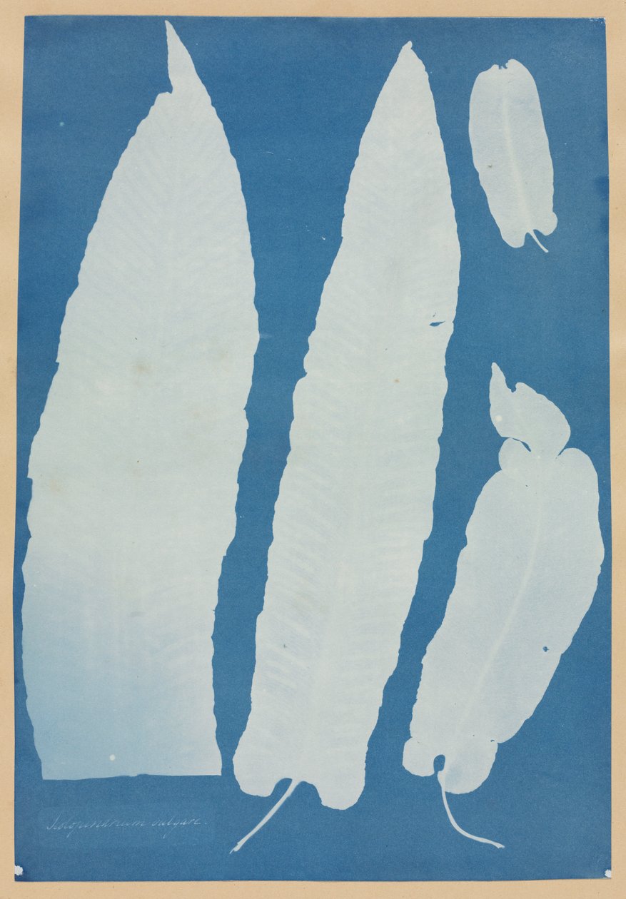 Scolopendrium Vulgare by Anna Atkins