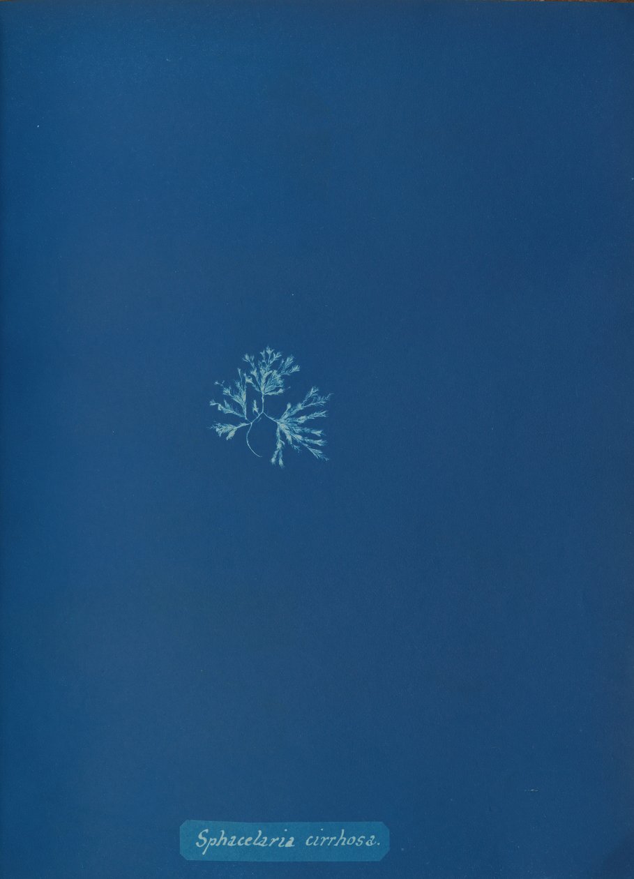 Sphacelaria siroza, yaklaşık 1853. by Anna Atkins