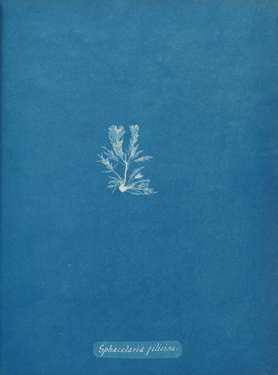 Sphacelaria filicina, yak. 1853. by Anna Atkins