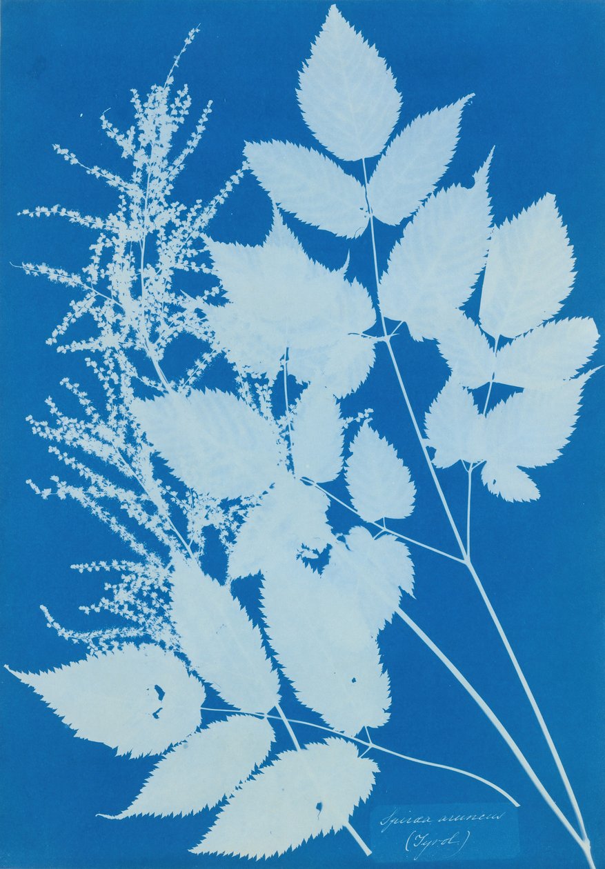 Spiraea aruncus Tirol, 1851-54. by Anna Atkins