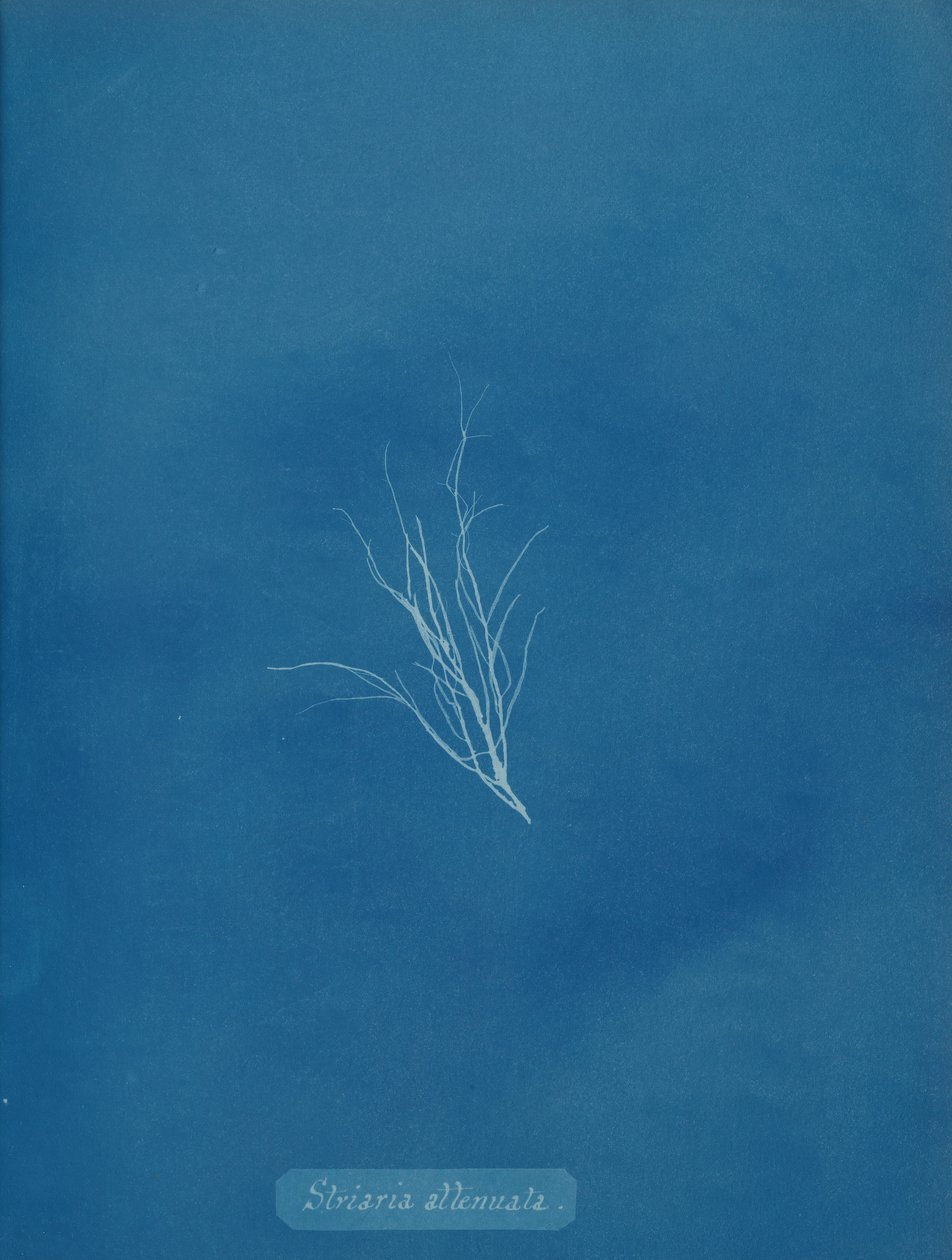 Striaria zayıflatılmış, ca. 1853. by Anna Atkins