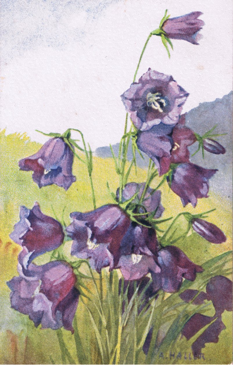 Mavi çiçek, Kartpostal, 1940