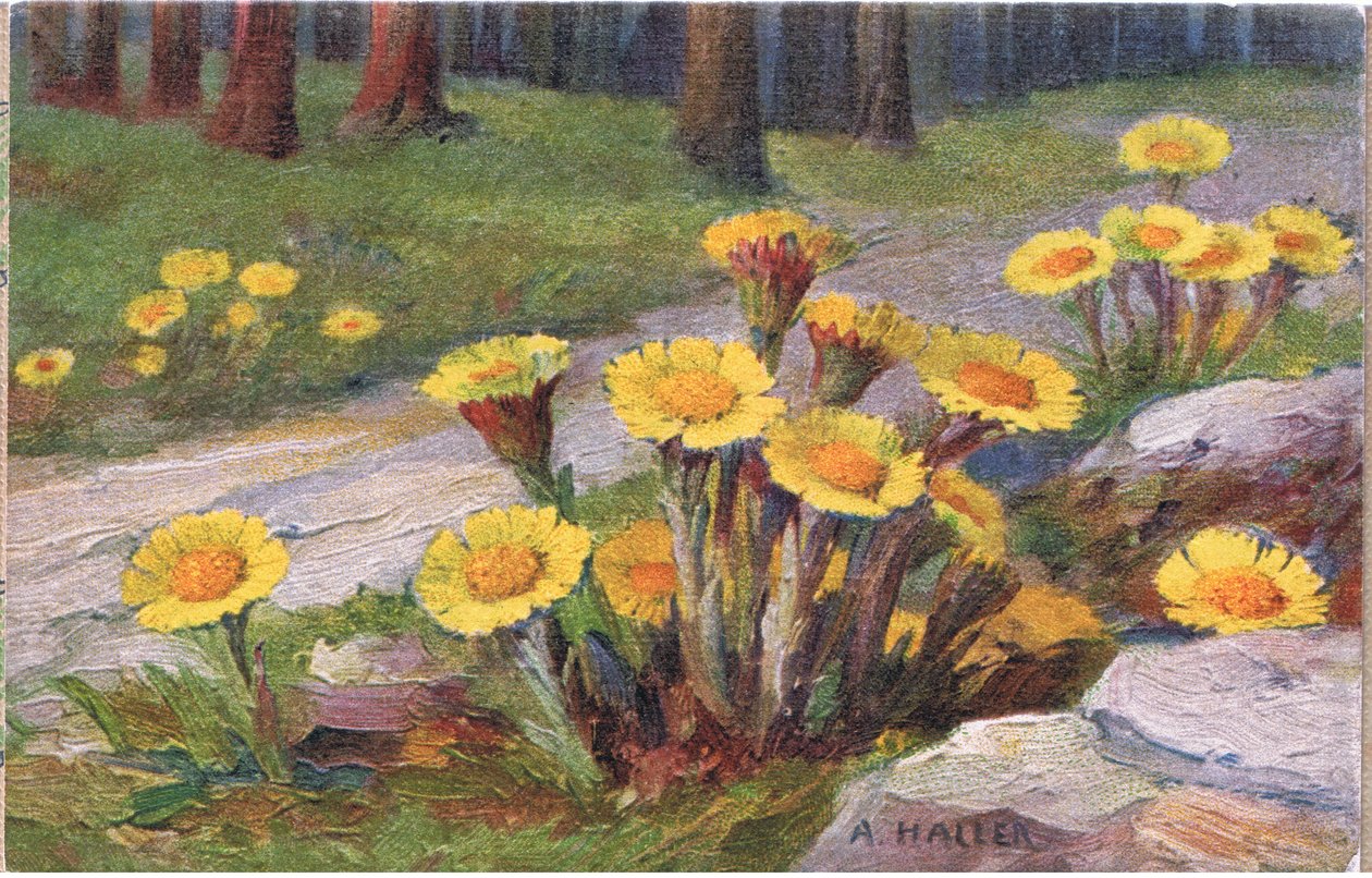 Coltsfoot, Kartpostal, 1940