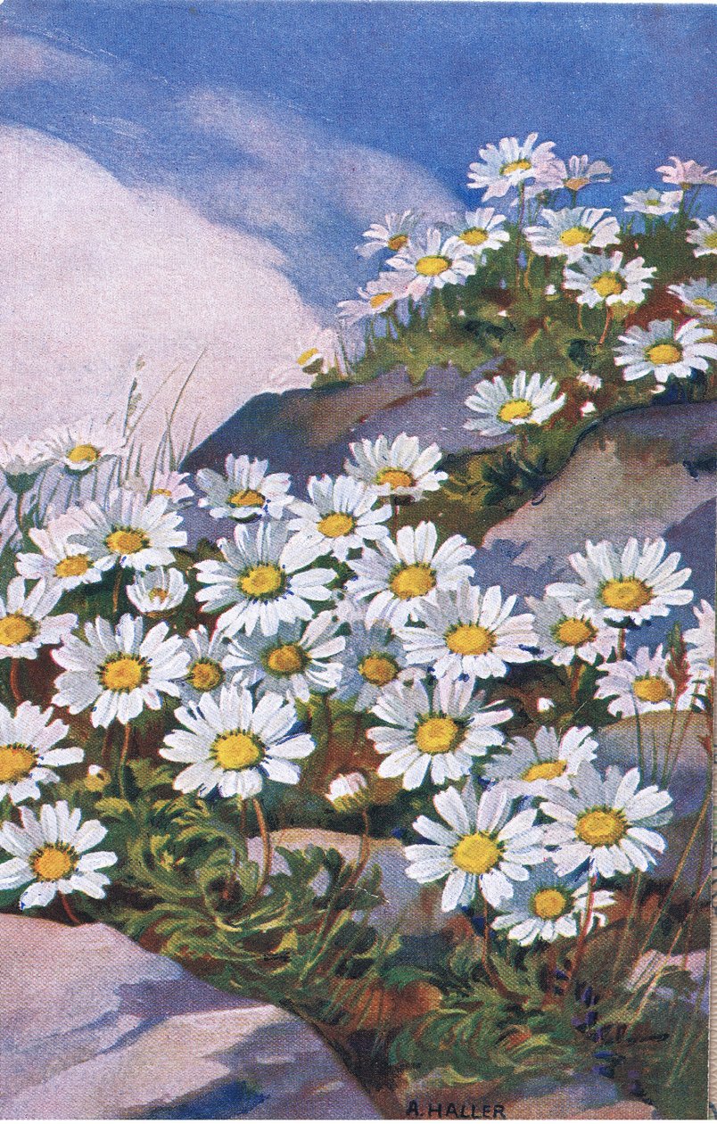 Papatyalar, Kartpostal, 1940