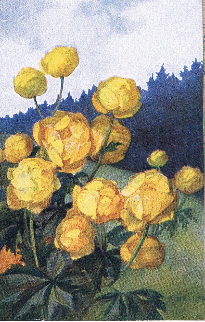 Sarı çiçek, Kartpostal, 1940