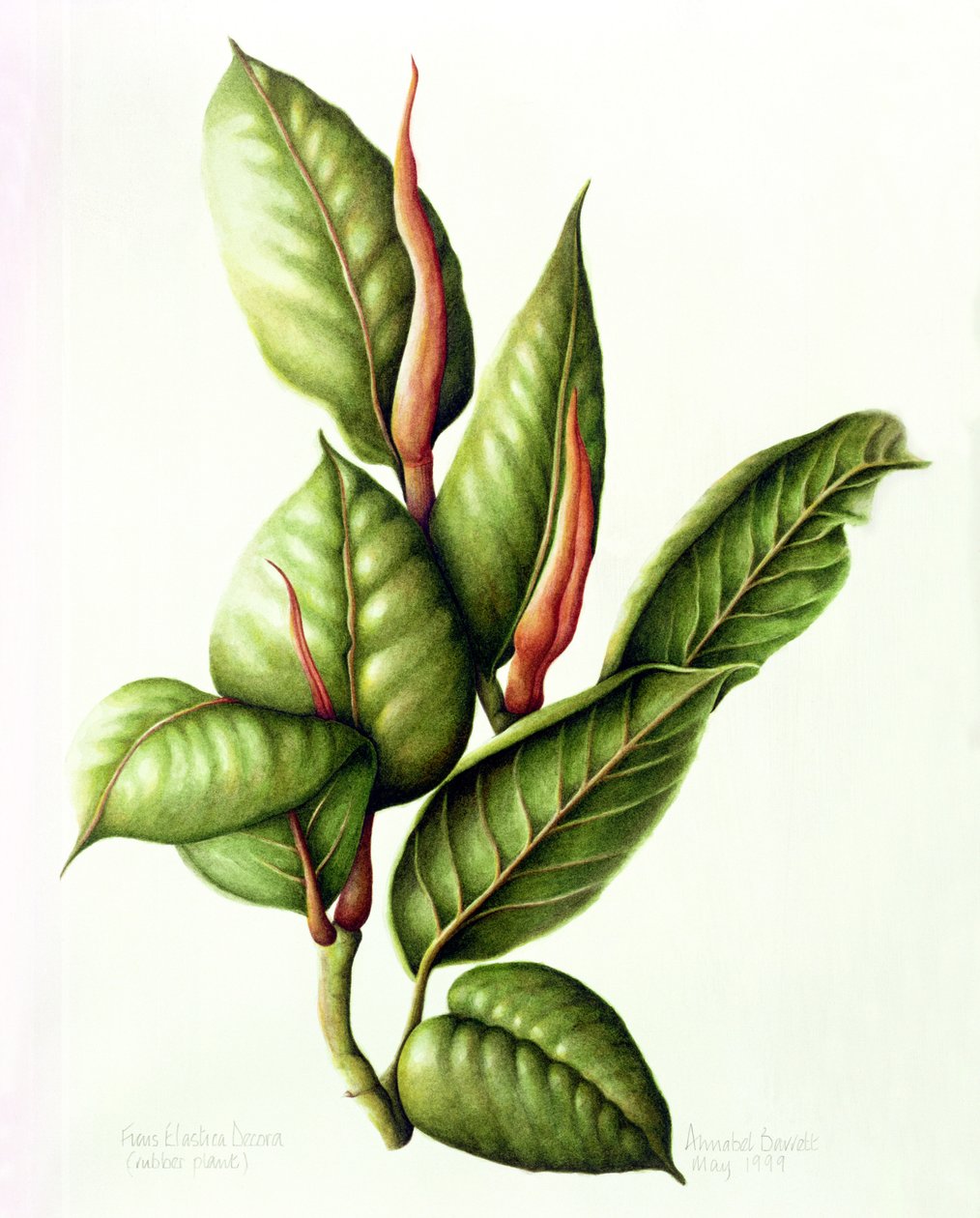 Kauçuk Fabrikası, 1999 (kağıt üzerine wc) by Annabel Barrett